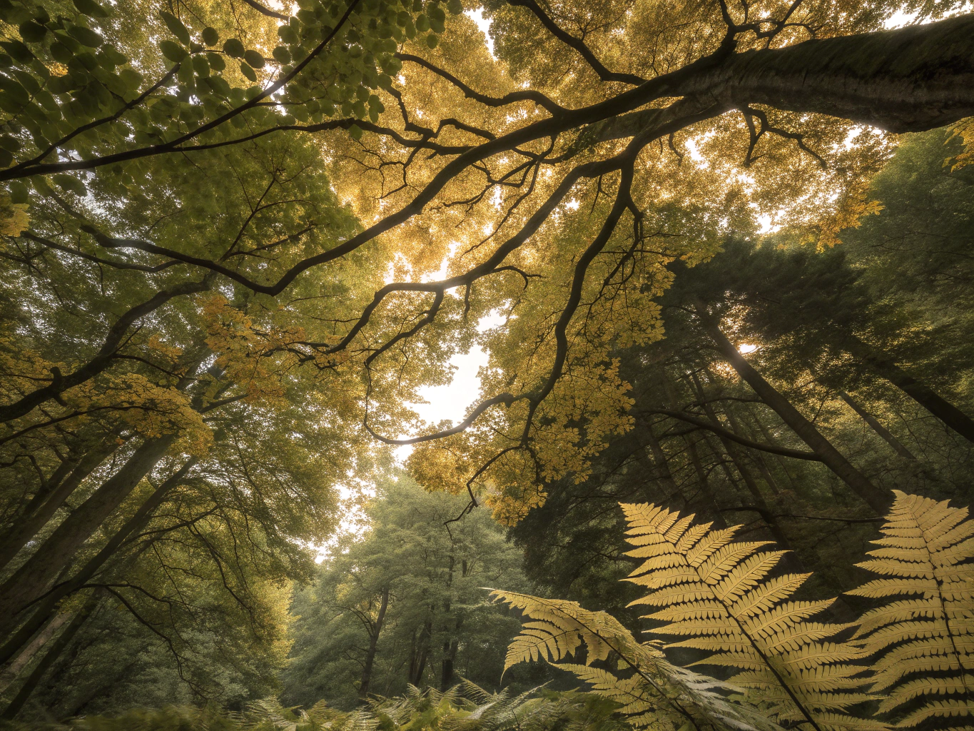 Динамічна Погода active